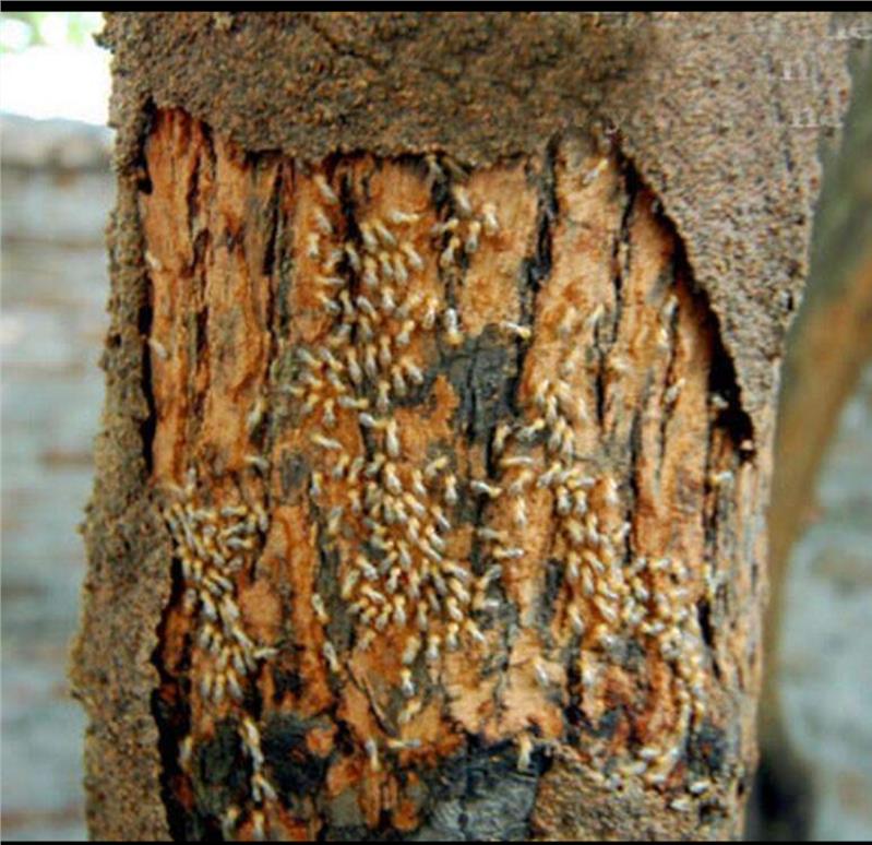 珠海家庭除蟲(chóng)滅鼠機(jī)構(gòu)