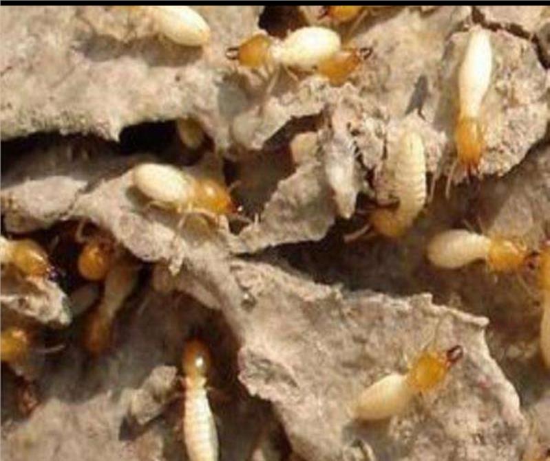 珠海家庭除蟲(chóng)滅鼠機(jī)構(gòu)