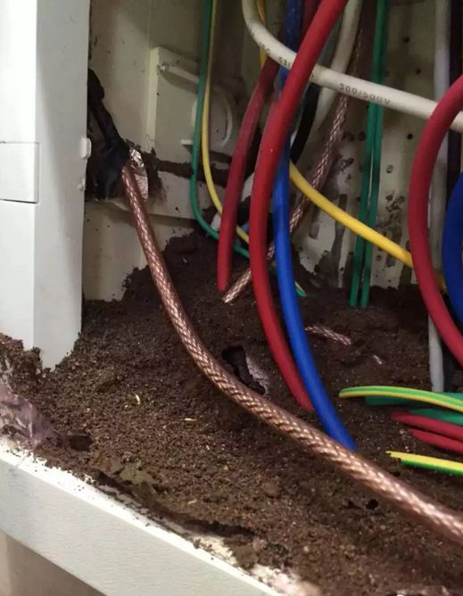 珠海市民眾白蟻防治有限公司,珠海殺蟲(chóng)滅鼠公司,白蟻防治