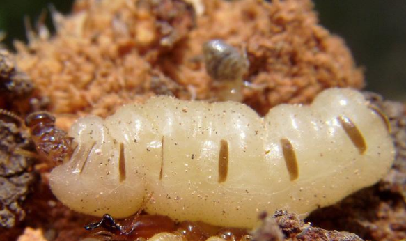 滅白蟻公司 滅白蟻公司