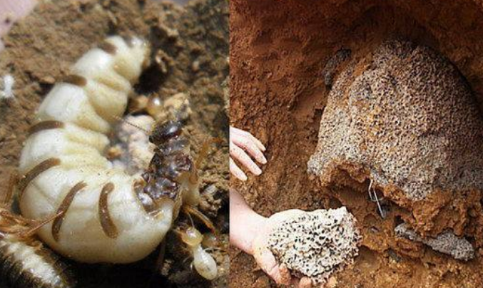 滅治白蟻 滅治白蟻