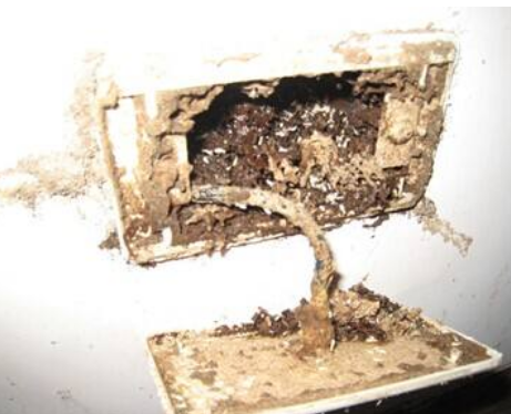 香洲殺白蟻 香洲殺白蟻