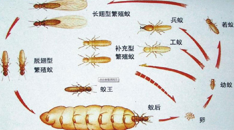 白蟻預(yù)防 白蟻預(yù)防