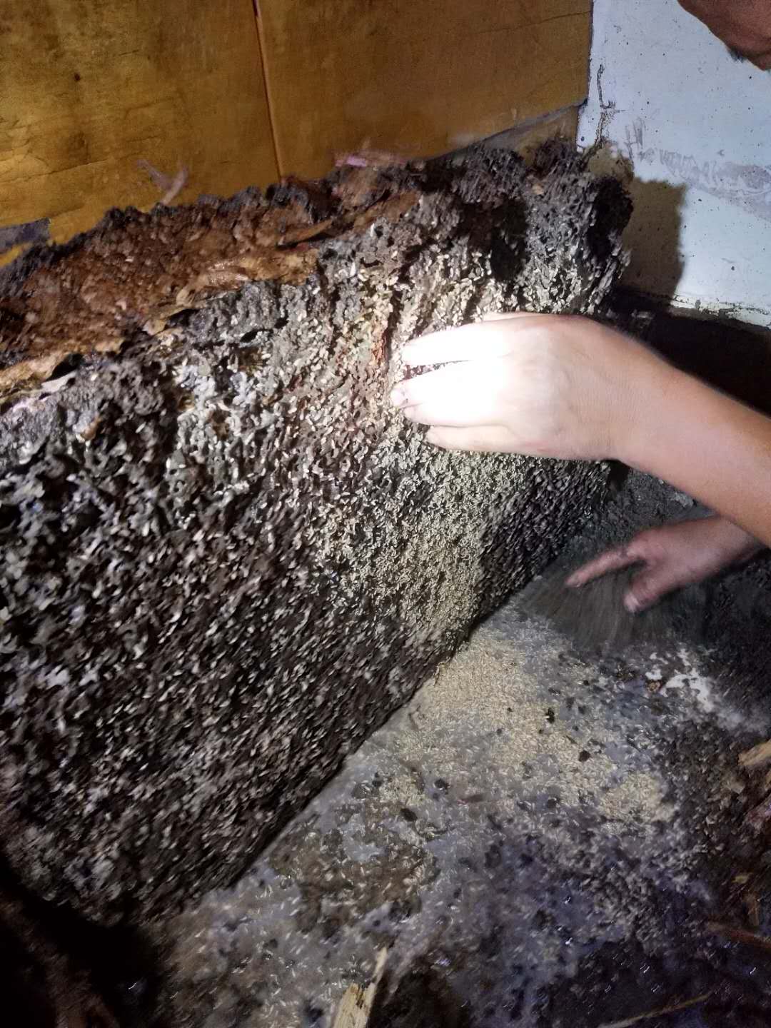 1656754506802886.jpg 白蟻巢.jpg